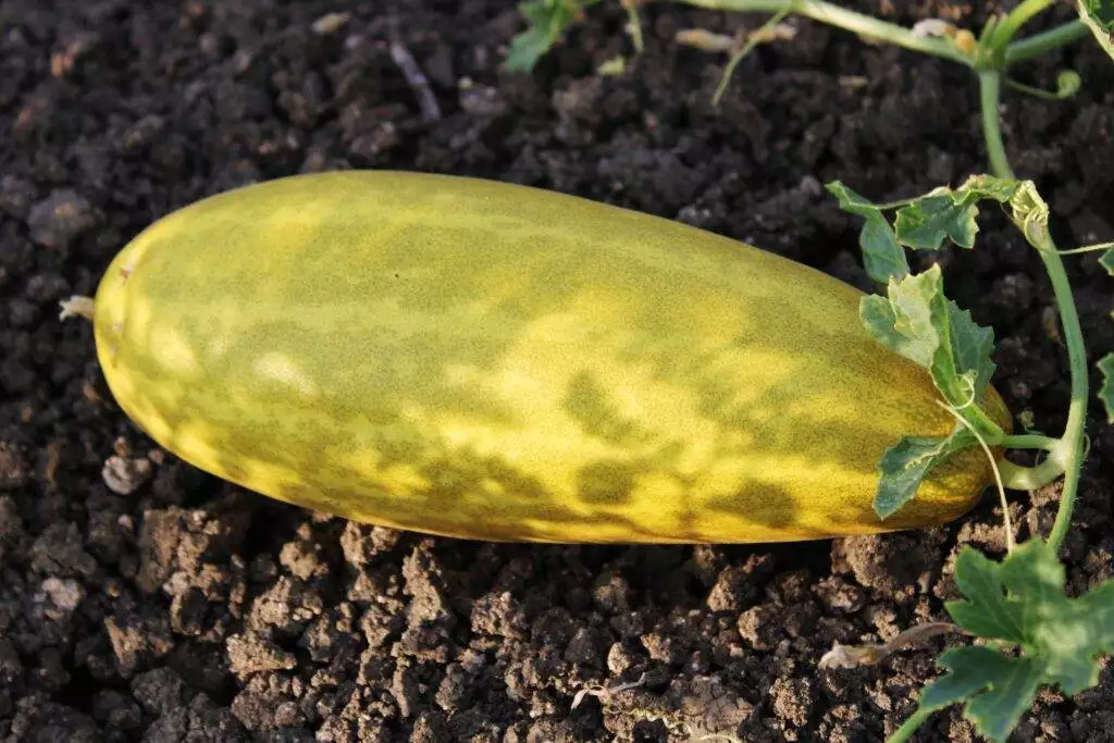How to Know If a Cucumber is Bad? 6 Ways to Check 4 How to Know If a Cucumber is Bad? 6 Ways to Check 3