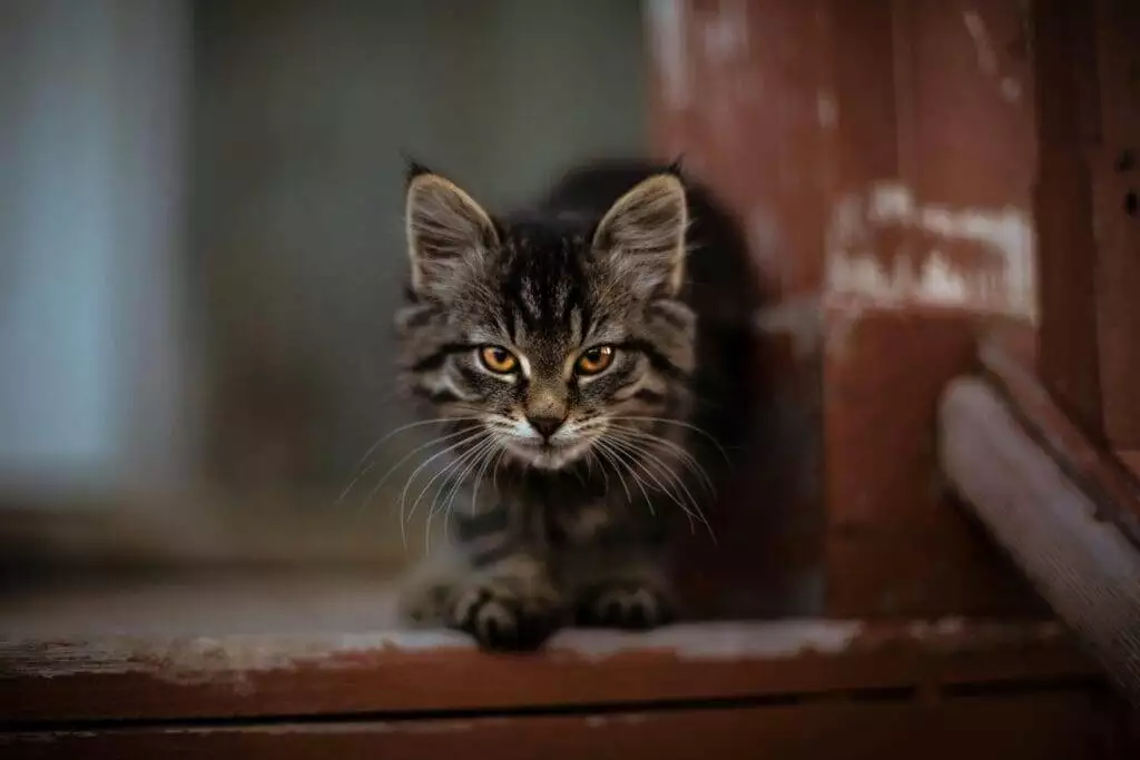 indoor cat