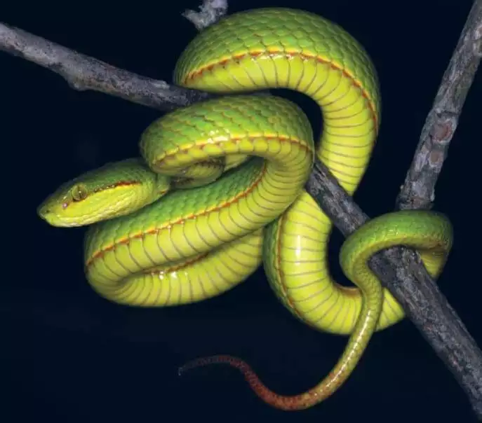 Deciphering Danger: A Comprehensive Guide to Identifying Venomous Snakes in the Wild 1