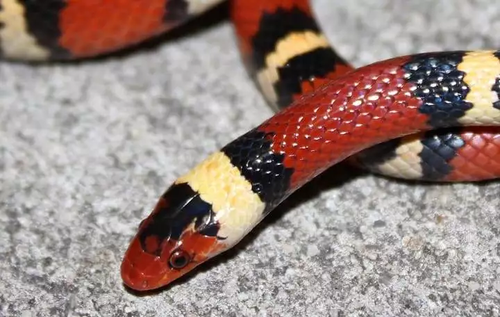 Deciphering Danger: A Comprehensive Guide to Identifying Venomous Snakes in the Wild 2