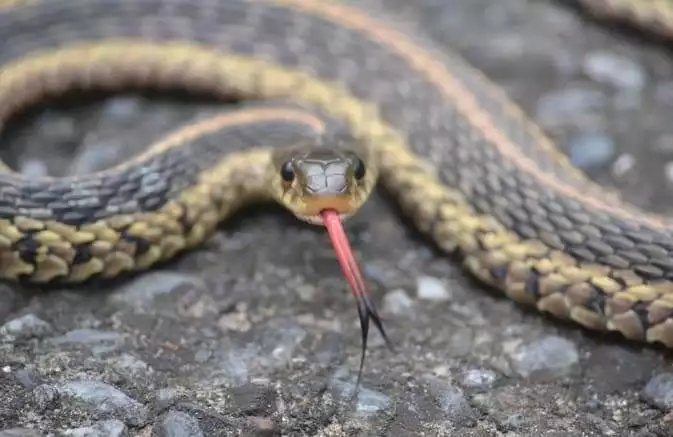 Deciphering Danger: A Comprehensive Guide to Identifying Venomous Snakes in the Wild 4