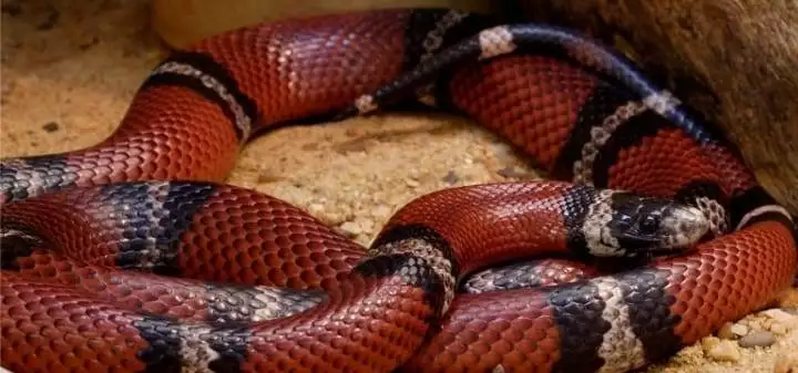 Deciphering Danger: A Comprehensive Guide to Identifying Venomous Snakes in the Wild 6