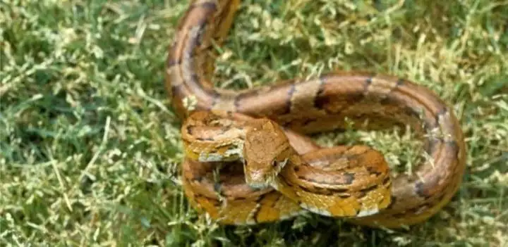Deciphering Danger: A Comprehensive Guide to Identifying Venomous Snakes in the Wild 5