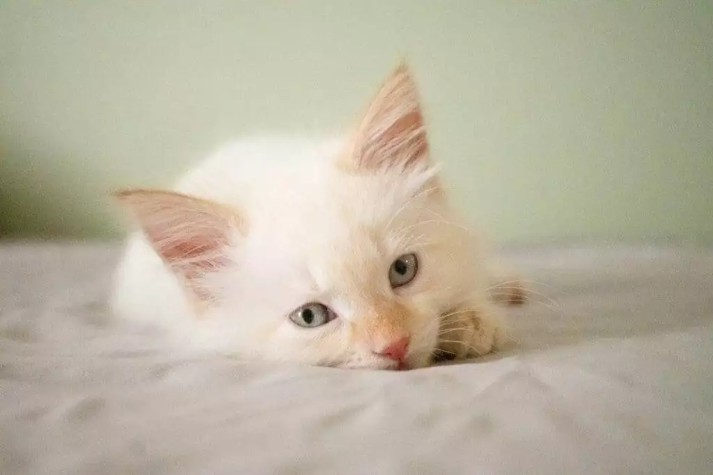 cat flea
