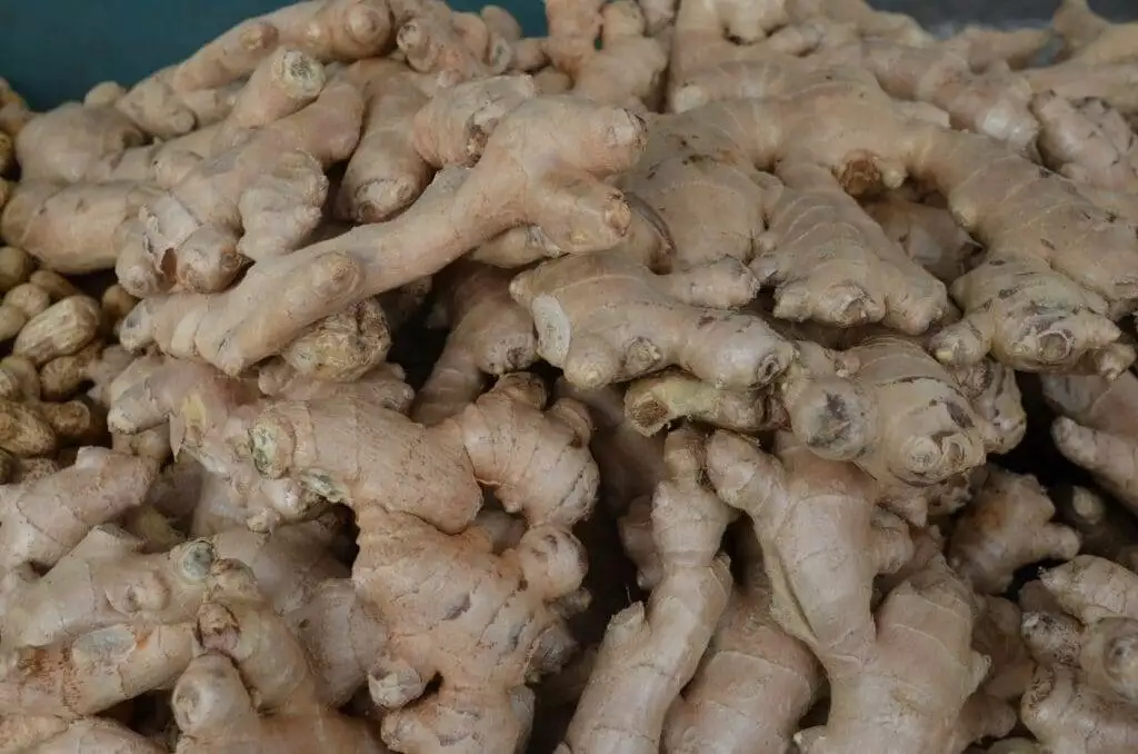 The Freshness Factor: How to Know If Ginger is Bad? 5 Shelf life of ginger
