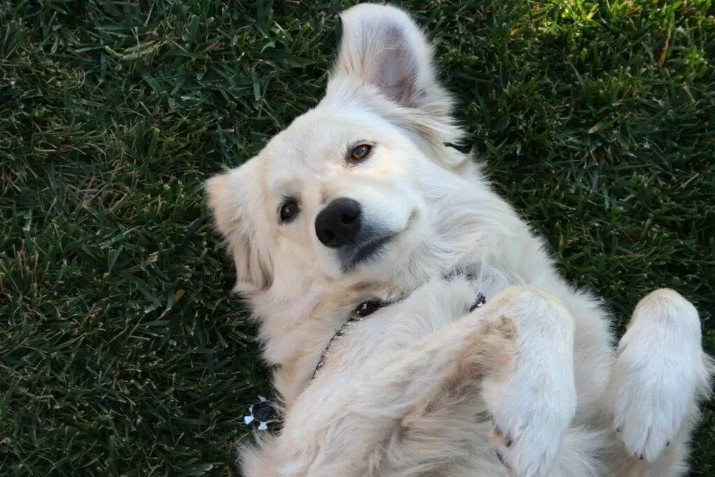 Dogs ear symptoms