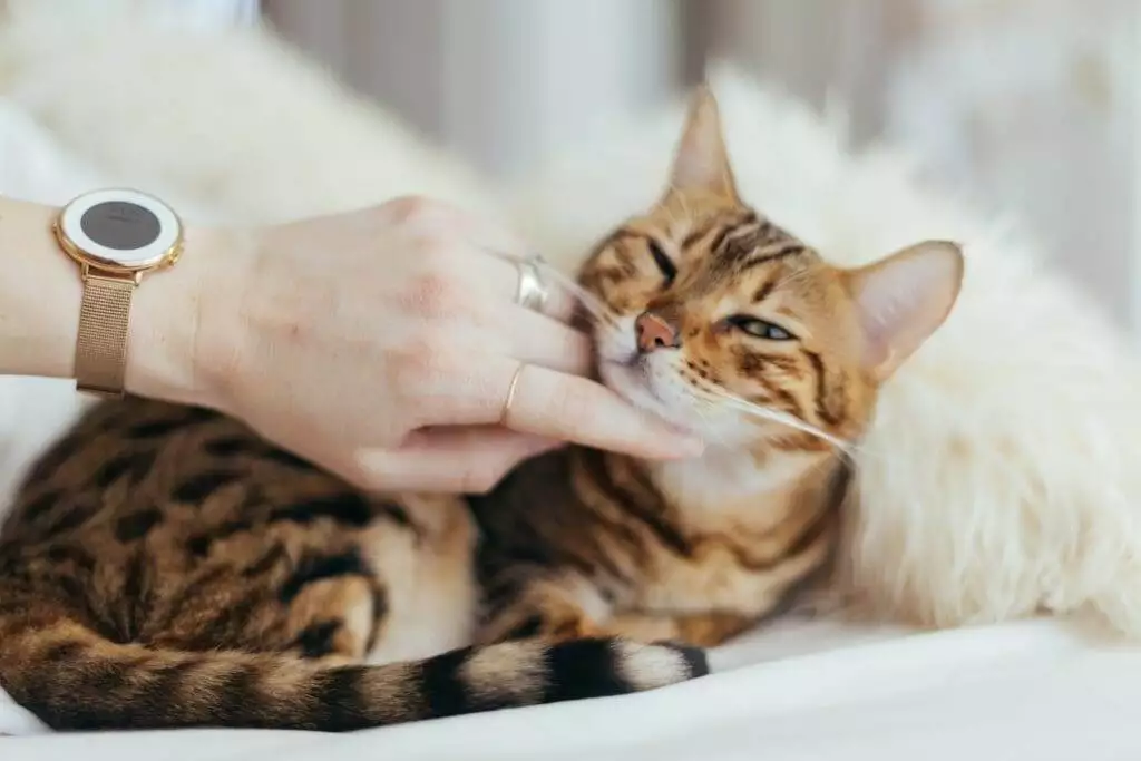 cat has fleas