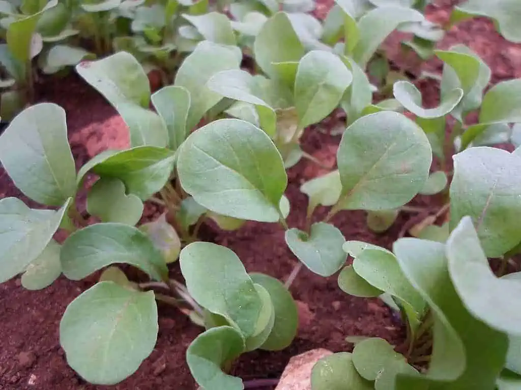 How to Harvest Arugula? A Detailed Guide in 5 Simple Points 2