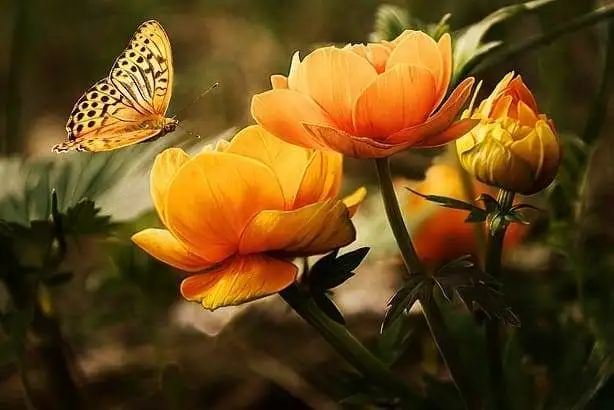 orange flower with butterfly