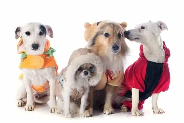 How to Prepare Your Dog for a Long Flight? 4