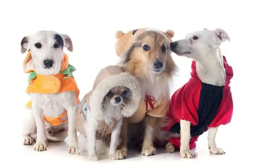 How to Prepare Your Dog for a Long Flight? 1
