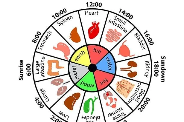 chinese body clock