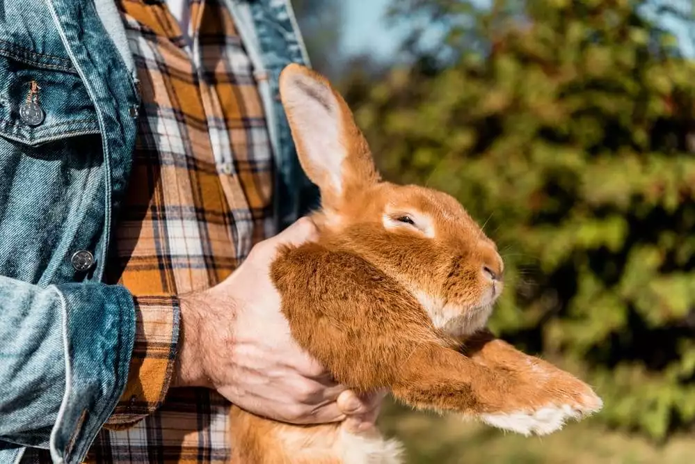 spiritual meaning of rabbit crossing your path
