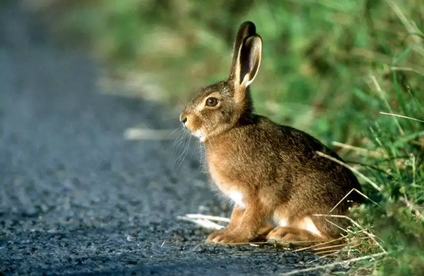 spiritual meaning of rabbit crossing your path