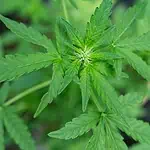 is weed legal in italy