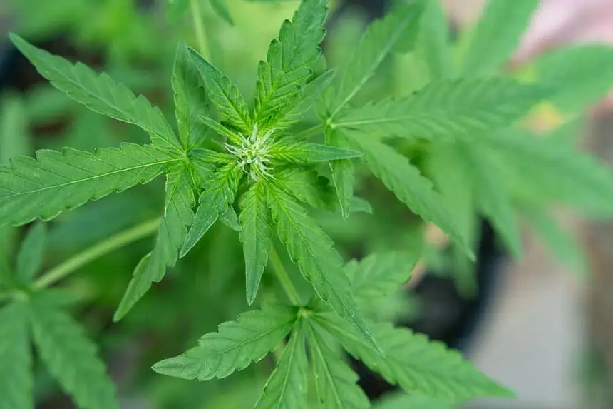 is weed legal in italy