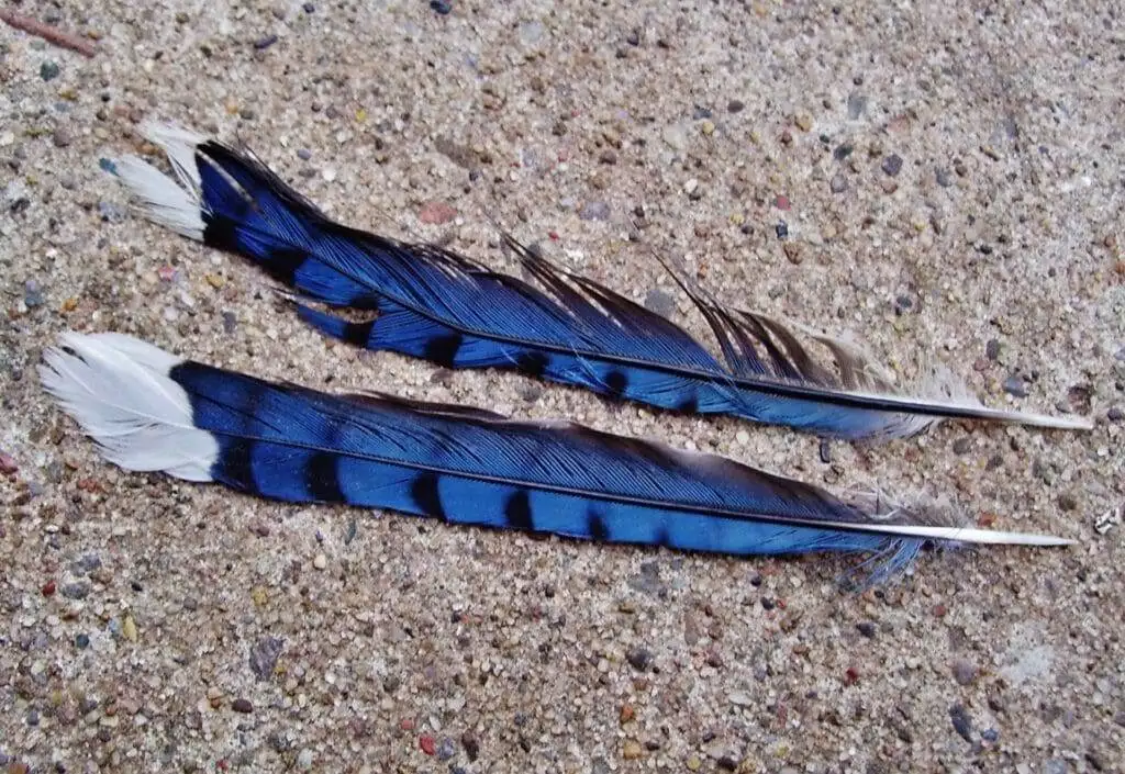 Blue Jay Feather Meaning: The Symbolism for Native American Indians 6 Blue Jay feather meaning