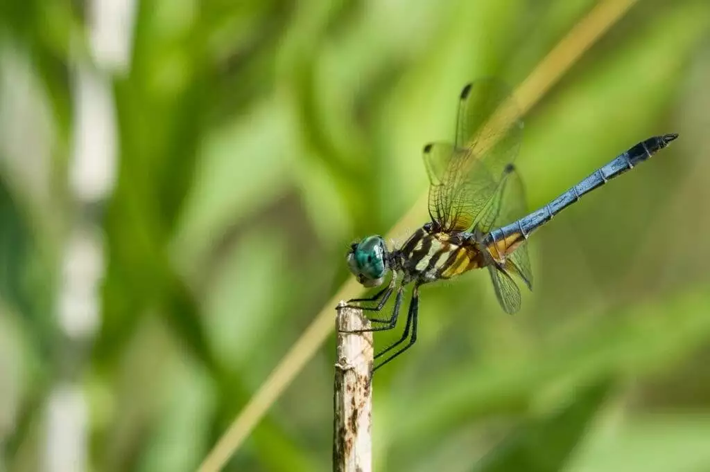 Do Dragonflies Bite?: Unveiling the Truth 3 blue dragonfly meaning