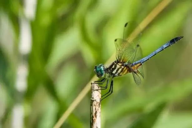 blue dragonfly meaning