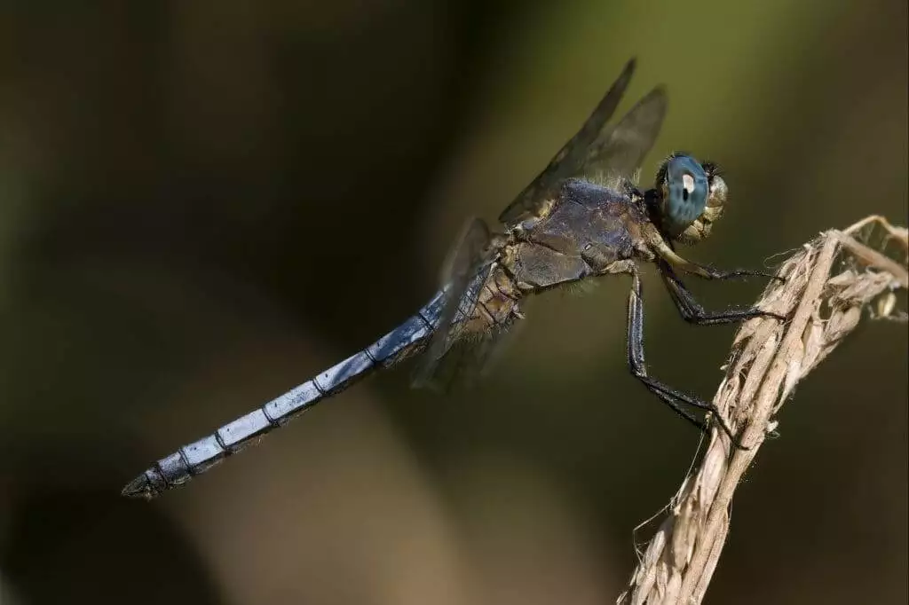 Do Dragonflies Bite?: Unveiling the Truth 2 Blue dragonfly on branch in natural habitat.