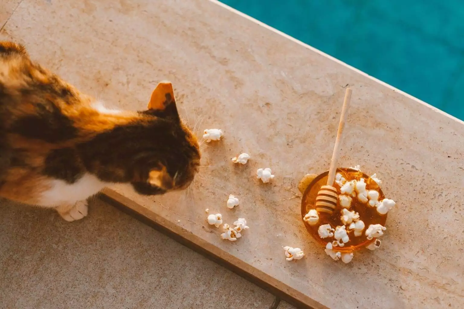 Calico cat eyeing popcorn by a pool.