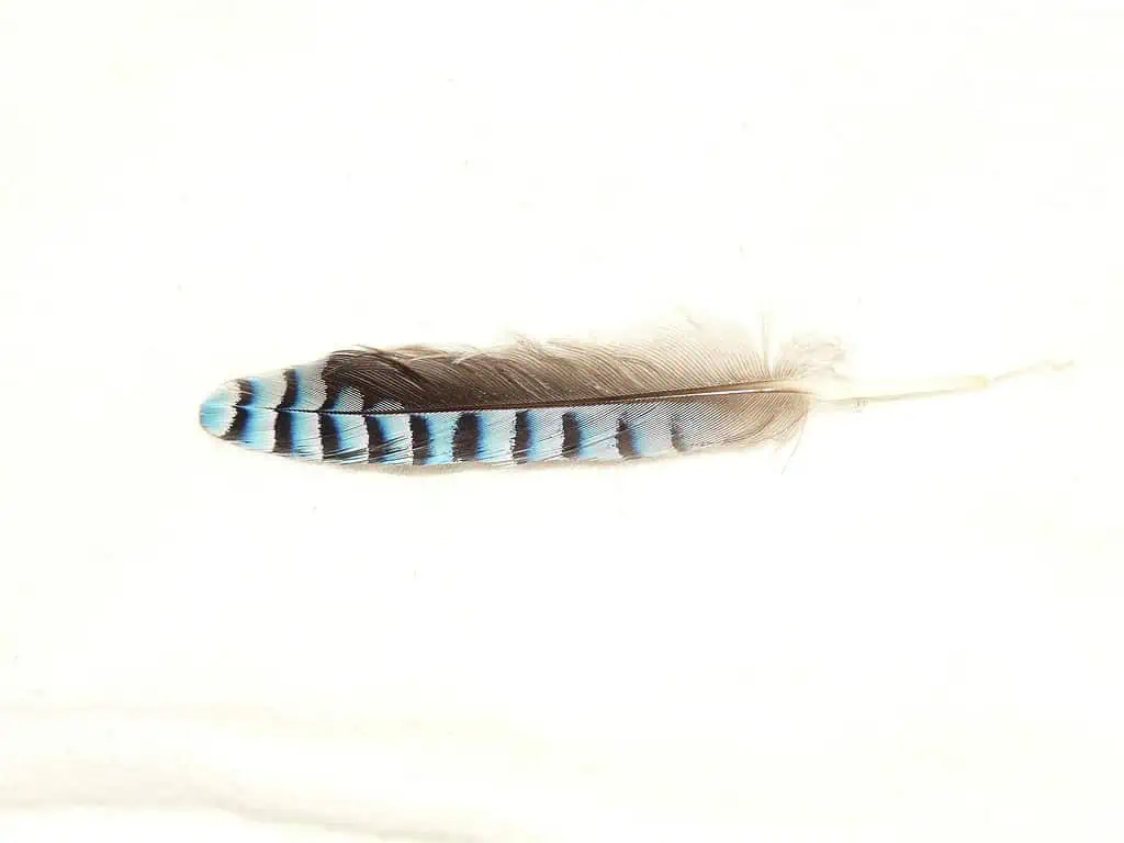 Blue Jay Feather Meaning: The Symbolism for Native American Indians 7 Blue jay feather meaning