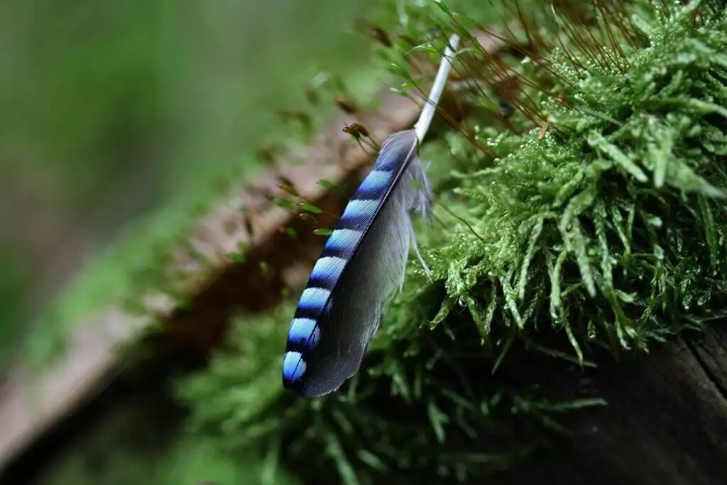 Blue Jay Feather Meaning: The Symbolism for Native American Indians 8 Blue Jay feather meaning