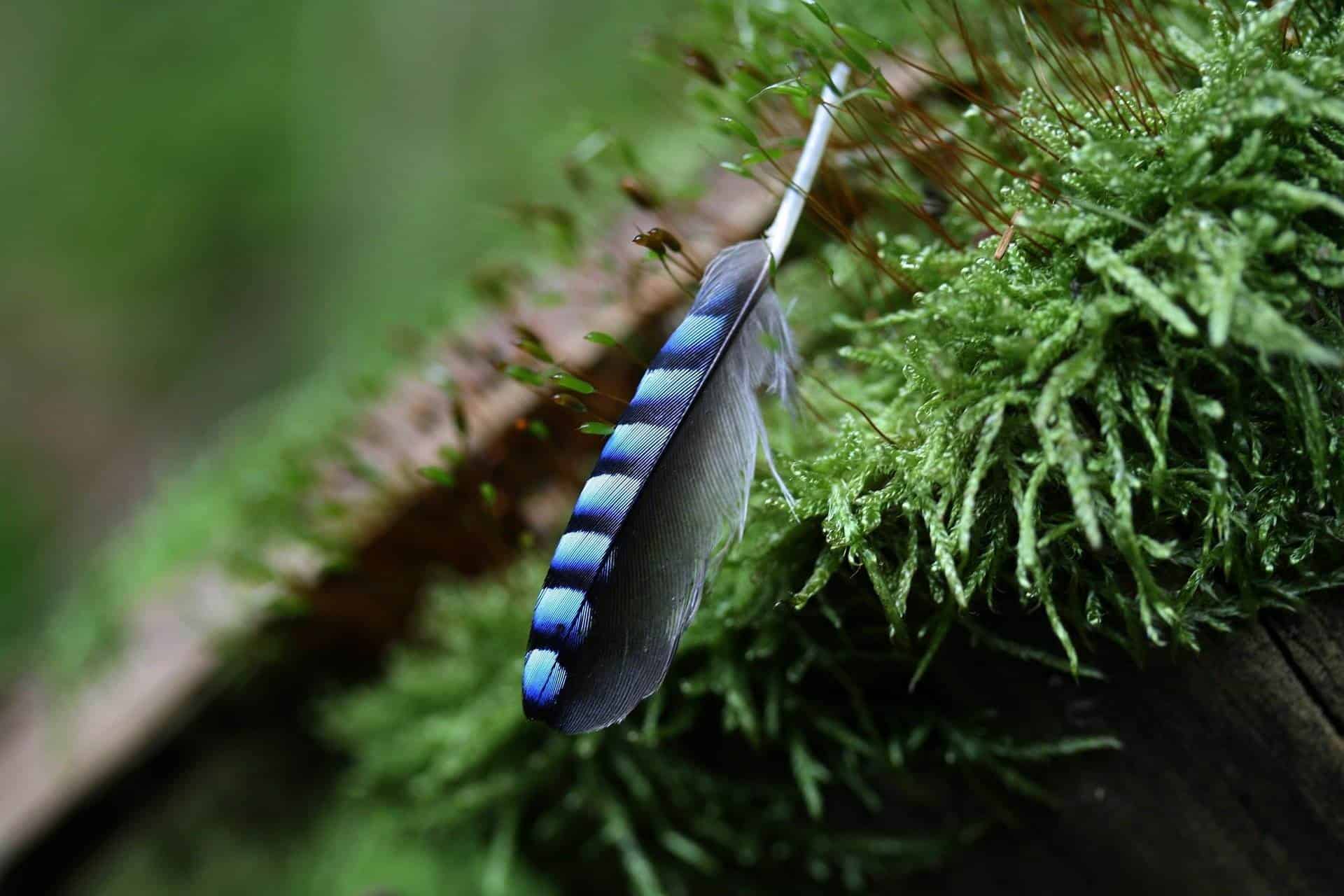 Blue Jay Feather Meaning For Native American Indians