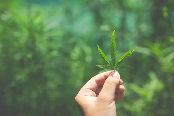 How To Select The Best Cannabis Products For You 3 How To Select The Best Cannabis Products For You 2