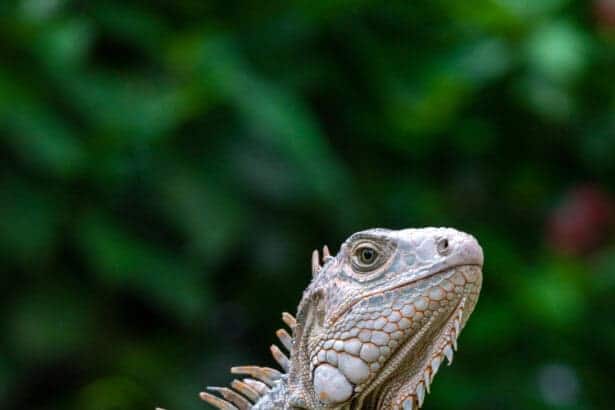 dreaming about a lizard