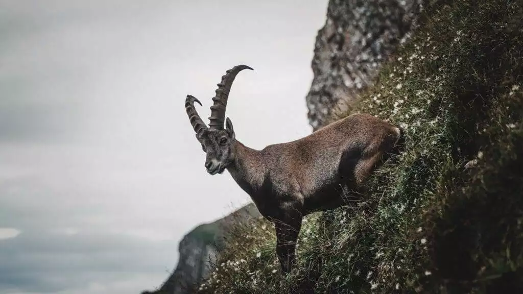 Capricorn spirit animal