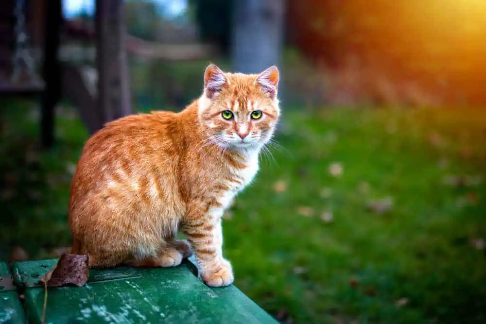 favourite animal
