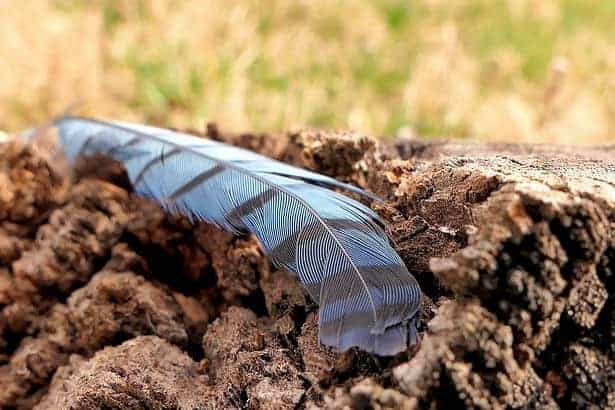 Blue Jay feather meaning
