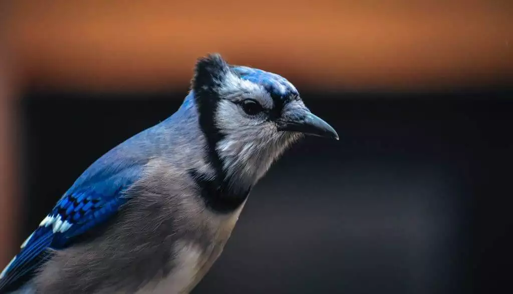Blue Jay Feather Meaning: The Symbolism for Native American Indians 5 Blue jay bird