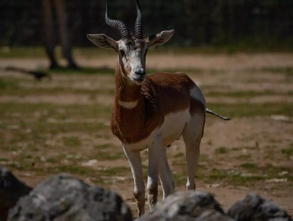 Capricorn goat