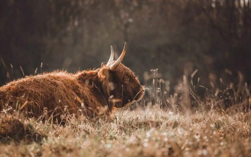 Mountain ox
