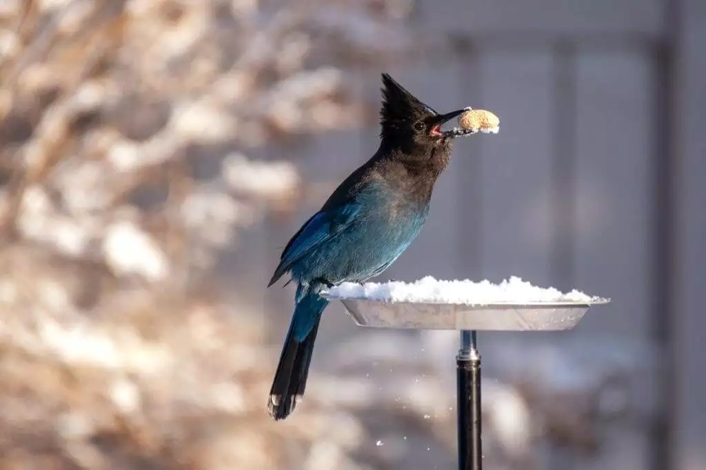 Blue Jay Feather Meaning: The Symbolism for Native American Indians 4 Blue Jay feather meaning