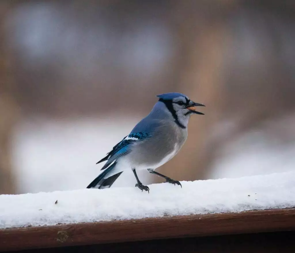 Blue Jay Feather Meaning: The Symbolism for Native American Indians 3 Blue jay feather