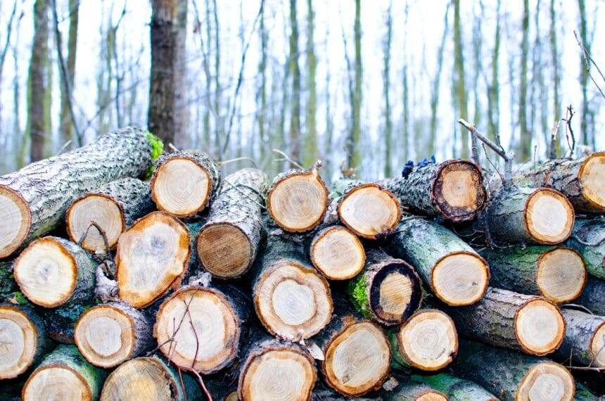 why is pressure-treated wood cheaper than untreated wood