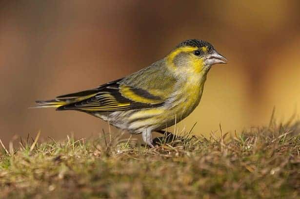 what does seeing a yellow bird mean spiritually