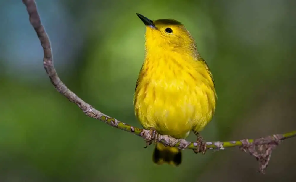 what does seeing a yellow bird mean spiritually