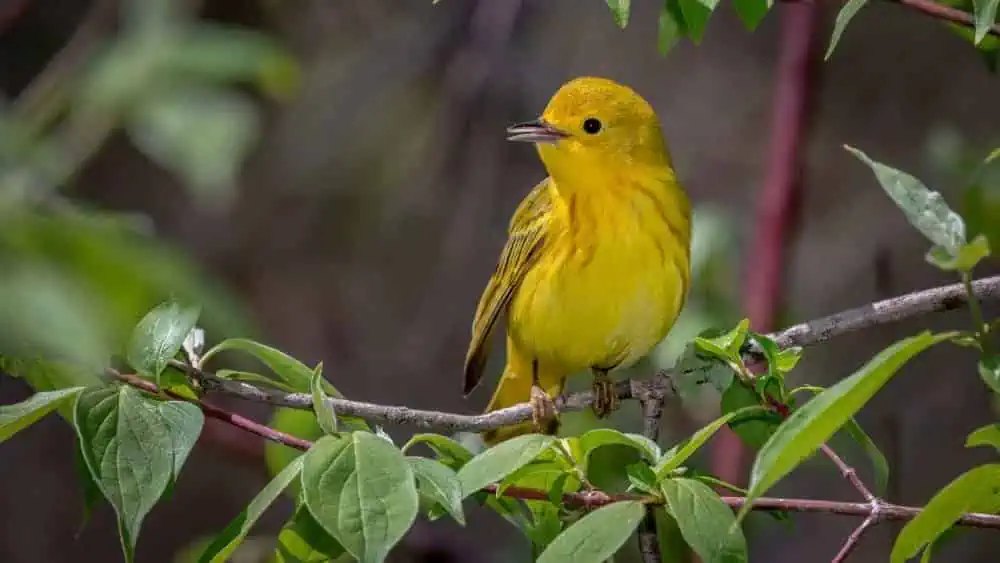 what does seeing a yellow bird mean spiritually