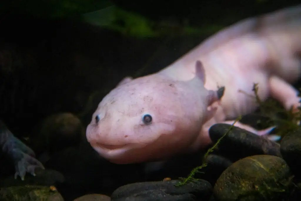 Discover the Surprising Truth: How Long Can Axolotls Go Without Food 5 axolotl