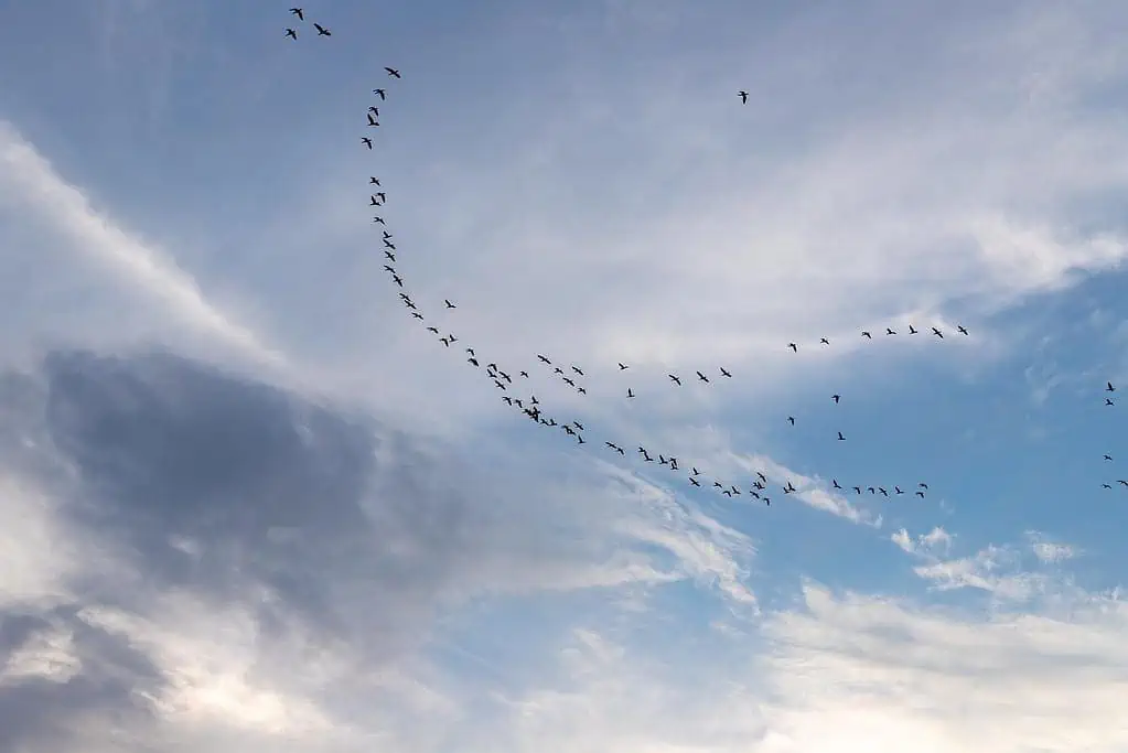 What Does it Mean When You See 4 Crows? Find Out Here 6 what does it mean when you see 4 crows