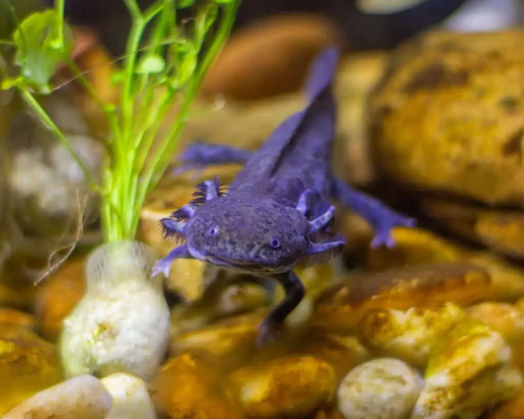 Discover the Surprising Truth: How Long Can Axolotls Go Without Food 2 axolotl