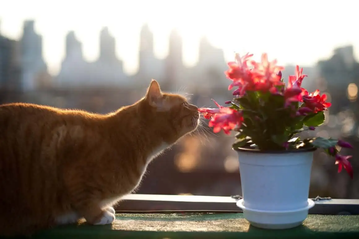 Are Christmas Cactus Poisonous to Cats