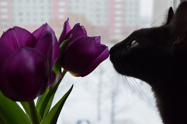 Are Christmas Cactus Poisonous to Cats