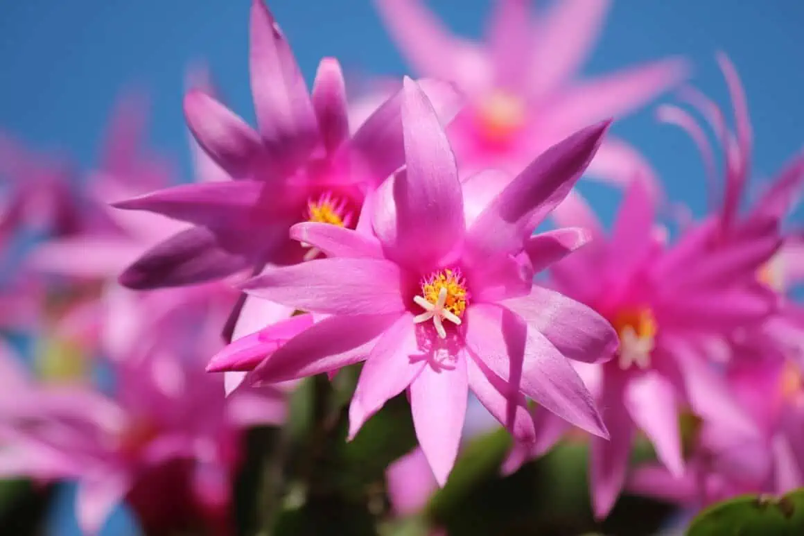 Are Christmas Cactus Poisonous to Cats