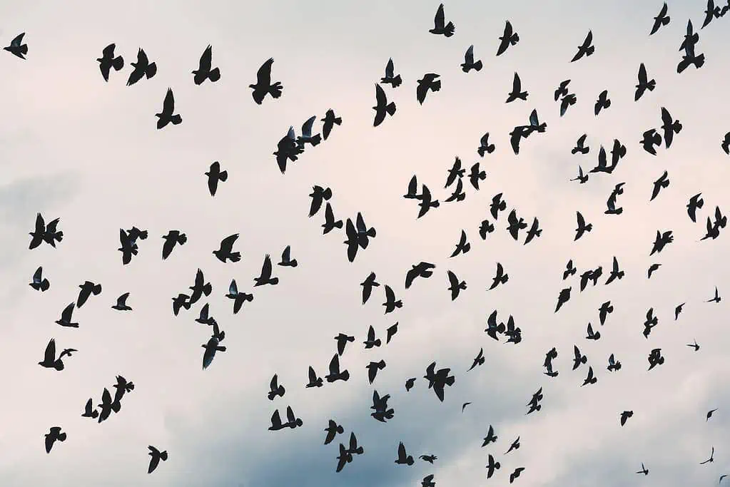 What Does it Mean When You See 4 Crows? Find Out Here 2 what does it mean when you see 4 crows