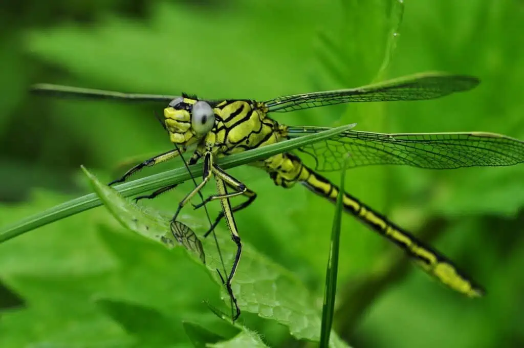 Do Dragonflies Bite?: Unveiling the Truth 4 do dragonflies bite